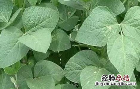 大豆控旺技术 大豆控旺注意事项