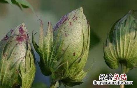 棉花蕾期田间管理要点有哪些 棉花蕾期田间管理要点