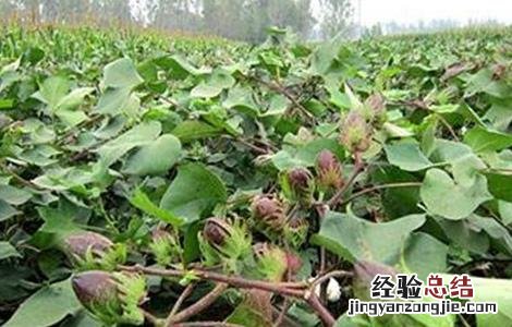 棉花蕾期田间管理要点有哪些 棉花蕾期田间管理要点