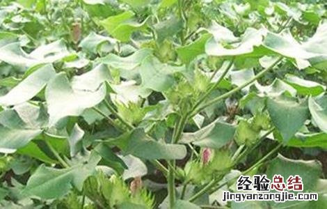 棉花蕾期田间管理要点有哪些 棉花蕾期田间管理要点