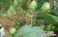 棉花蕾期田间管理要点有哪些 棉花蕾期田间管理要点