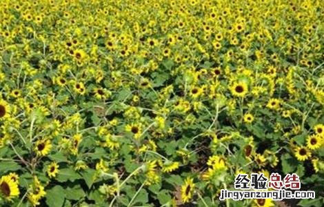 向日葵的种植与田间管理 向日葵的田间管理技术