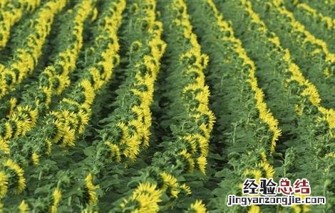 向日葵的种植与田间管理 向日葵的田间管理技术