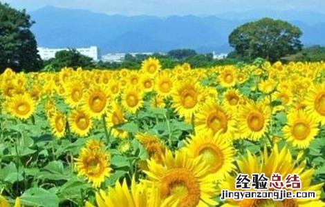 向日葵的种植与田间管理 向日葵的田间管理技术