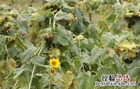 向日葵倒伏怎么办 种植向日葵如何防治倒伏