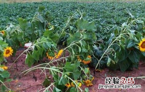 向日葵倒伏怎么办 种植向日葵如何防治倒伏