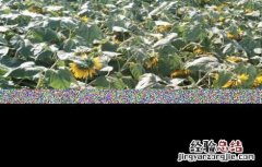 向日葵倒伏怎么办 种植向日葵如何防治倒伏