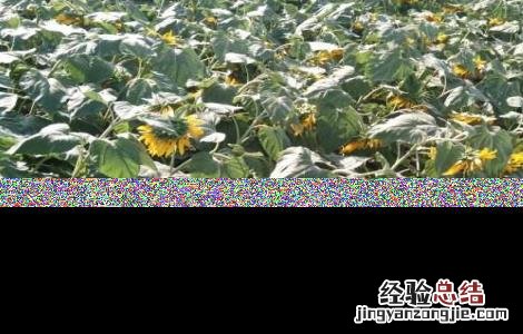 向日葵倒伏怎么办 种植向日葵如何防治倒伏