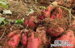 红薯膨大期怎样施肥 红薯膨大期该怎么管理