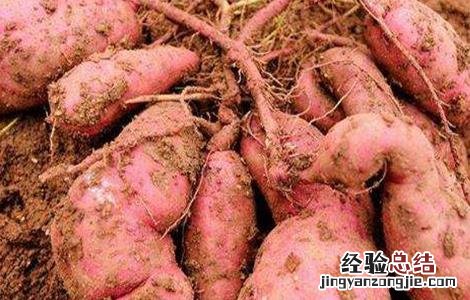 红薯膨大期怎样施肥 红薯膨大期该怎么管理