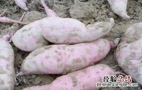 红薯膨大期怎样施肥 红薯膨大期该怎么管理