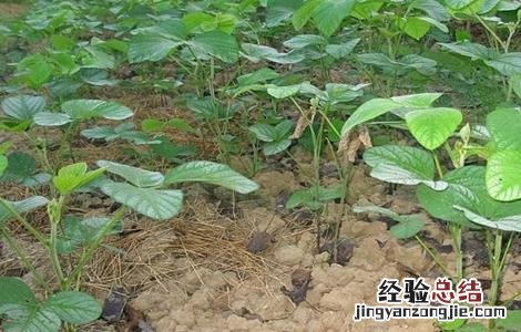 早熟毛豆栽培管理技术 晚熟毛豆栽培技术