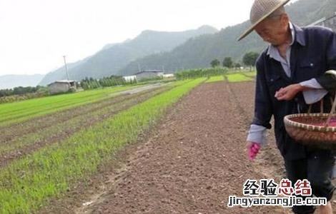 早熟毛豆栽培管理技术 晚熟毛豆栽培技术
