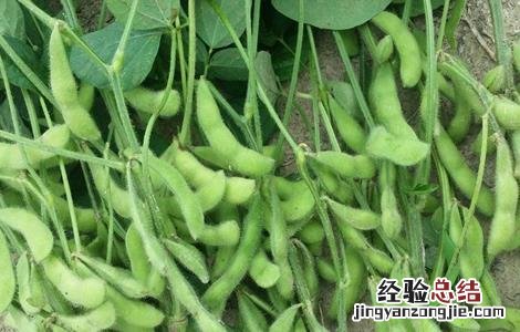 早熟毛豆栽培管理技术 晚熟毛豆栽培技术