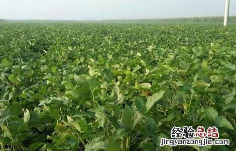 早熟毛豆栽培管理技术 晚熟毛豆栽培技术