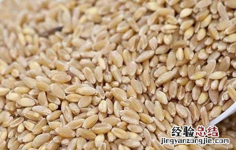 小麦种子播种前处理 小麦播种的种子处理