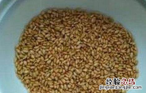 小麦种子播种前处理 小麦播种的种子处理