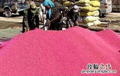 小麦种子播种前处理 小麦播种的种子处理