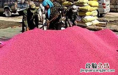 小麦种子播种前处理 小麦播种的种子处理