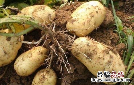 土豆苗期的管理要点 土豆苗期怎么管理