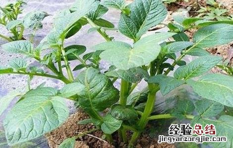 土豆苗期的管理要点 土豆苗期怎么管理