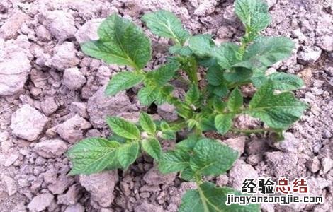 土豆苗期的管理要点 土豆苗期怎么管理