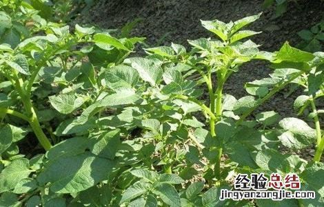 土豆苗期的管理要点 土豆苗期怎么管理