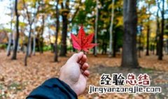 一叶迷山是成语吗 一叶迷山的意思