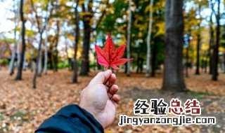 一叶迷山是成语吗 一叶迷山的意思