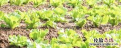 大白菜温度0°C还能不能生长 大白菜种植的温度