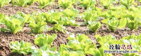 大白菜温度0°C还能不能生长 大白菜种植的温度