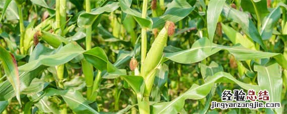 高抗锈病玉米种植技术 高抗锈病玉米种