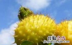 刺梨酵素的功效和作用 刺梨酵素的功效和作用是什么