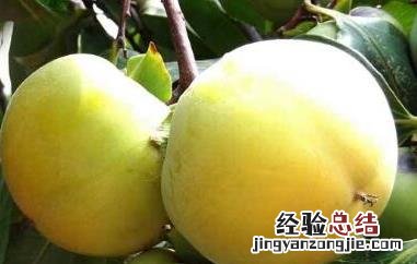 青柿子泡酒有什么功效和作用 青柿子泡酒的功效与作用