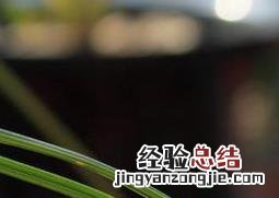兰草的翻盆技巧 兰草翻盆注意事项