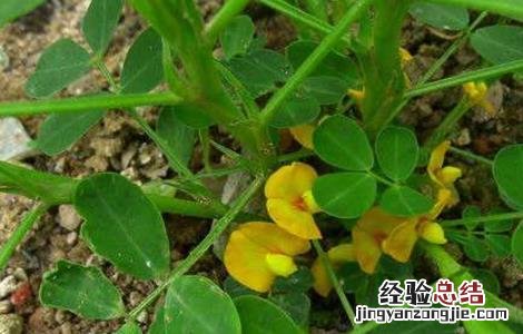 花生施肥时间及方法 种植花生施肥时间及方法