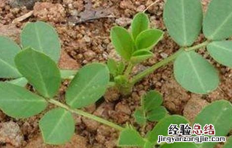 花生施肥时间及方法 种植花生施肥时间及方法