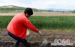 花生施肥时间及方法 种植花生施肥时间及方法