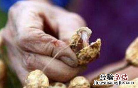 花生施肥时间及方法 种植花生施肥时间及方法