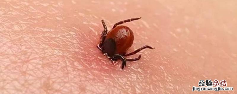床上会有蜱虫吗 家里床上会有蜱虫吗