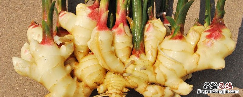 生姜催芽最新技术 生姜快速催芽方法