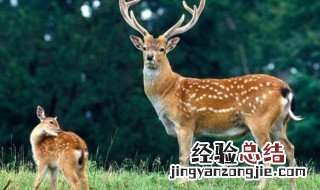 鹿的寓意是什么 一起来看看