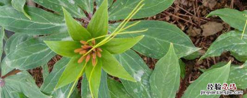 重楼用什么肥料 种植重楼一般用什么肥料