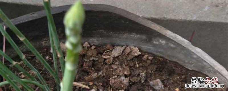 芦笋苗什么时候种植 芦笋种苗什么时候移栽