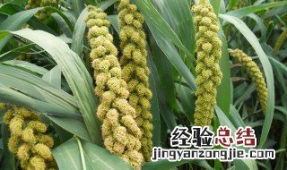 正月初八是哪个神仙的生日 正月初八是哪个神仙的生日啊