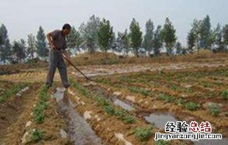 花生怎么蹲苗 花生清棵蹲苗技术