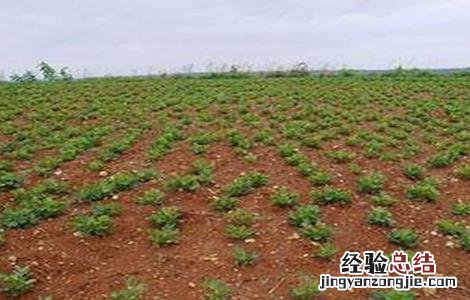 花生怎么蹲苗 花生清棵蹲苗技术