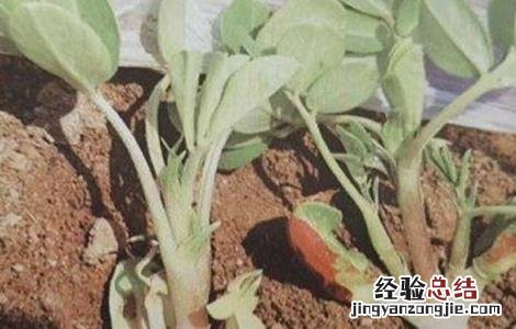 花生怎么蹲苗 花生清棵蹲苗技术