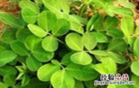 花生怎么蹲苗 花生清棵蹲苗技术