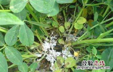 花生怎么蹲苗 花生清棵蹲苗技术